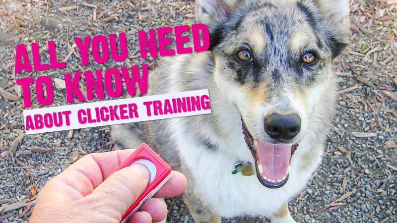 Beginners Guide To Clicker Training For Dogs