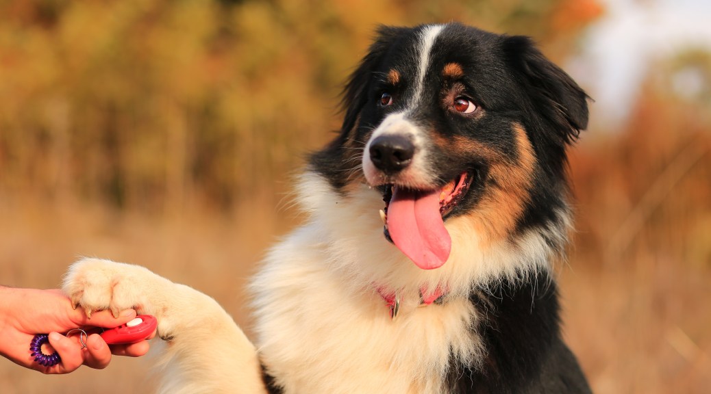 Beginners Guide To Clicker Training For Dogs