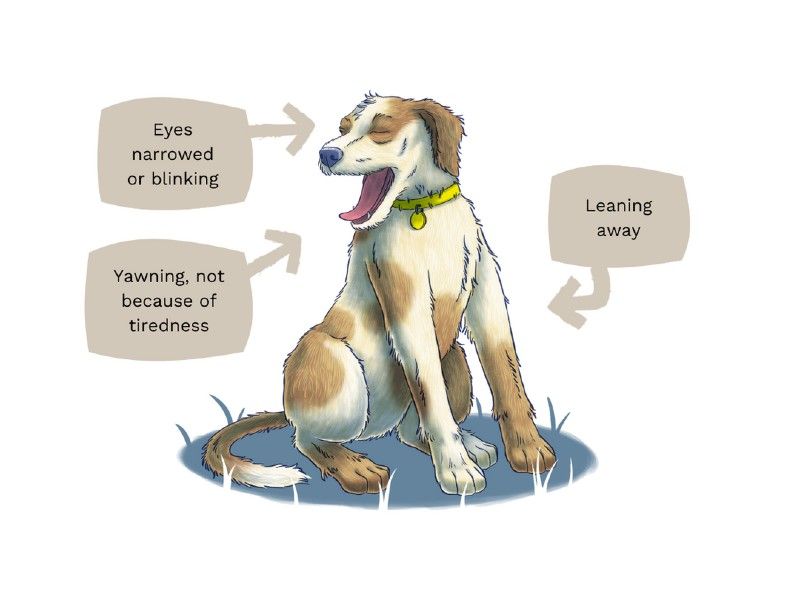 How To Recognize And Treat Canine Anxiety Disorders