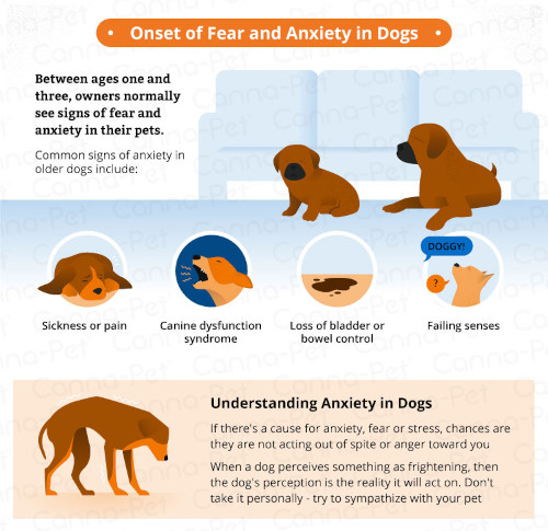 How To Recognize And Treat Canine Anxiety Disorders