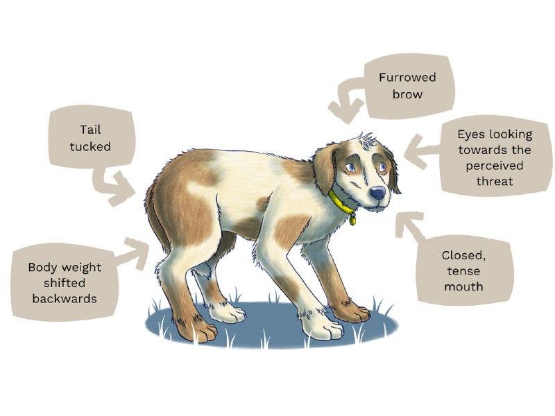 How To Recognize And Treat Canine Anxiety Disorders