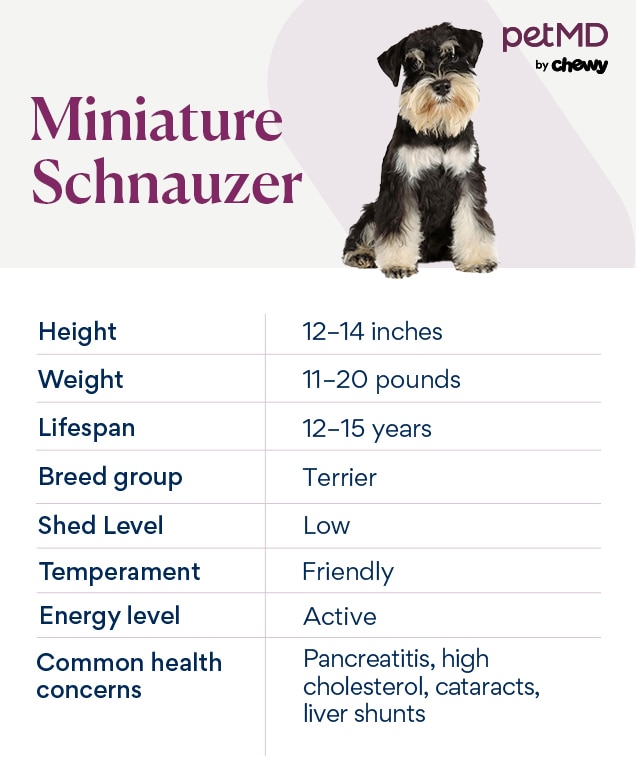 Key Considerations For Owning A Miniature Schnauzer