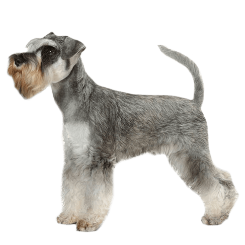 Key Considerations For Owning A Miniature Schnauzer