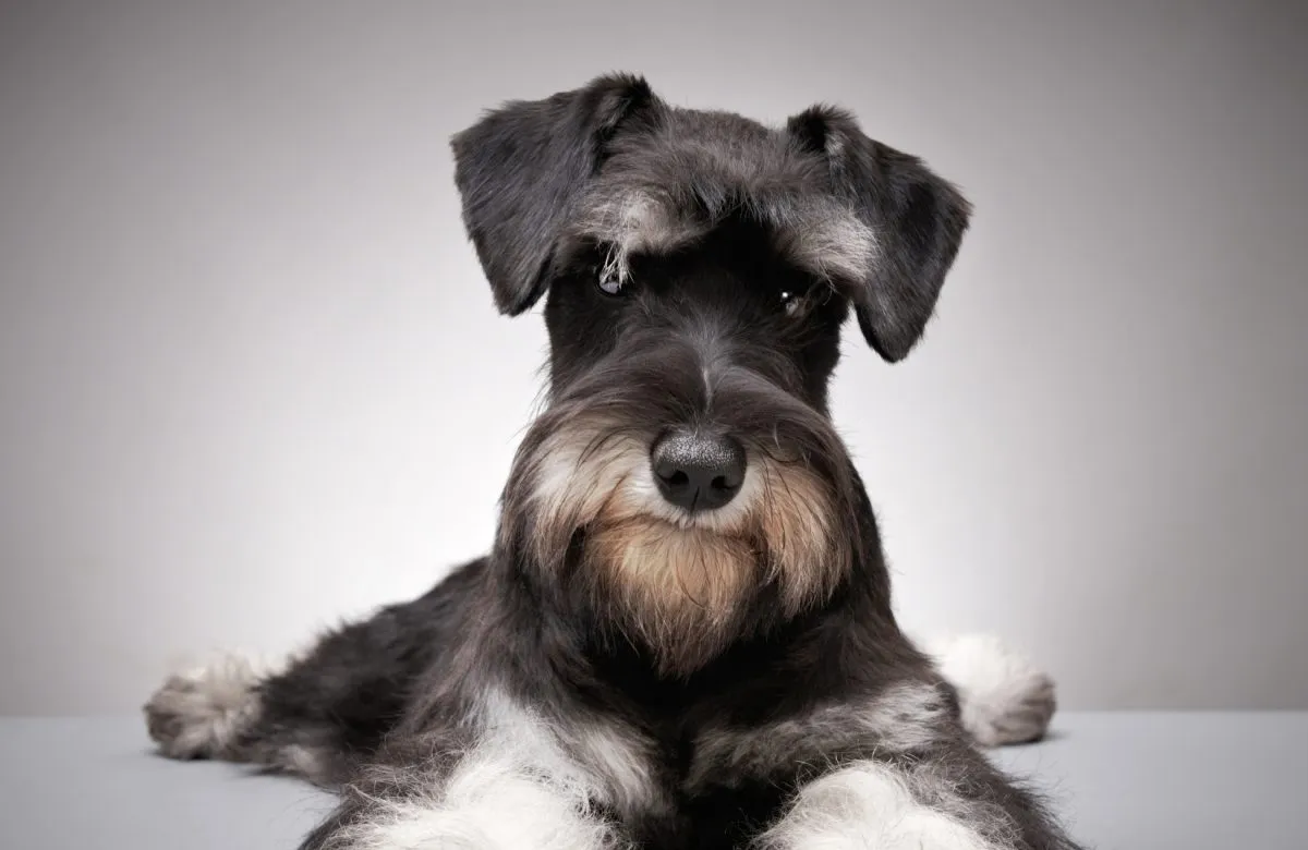 Key Considerations For Owning A Miniature Schnauzer