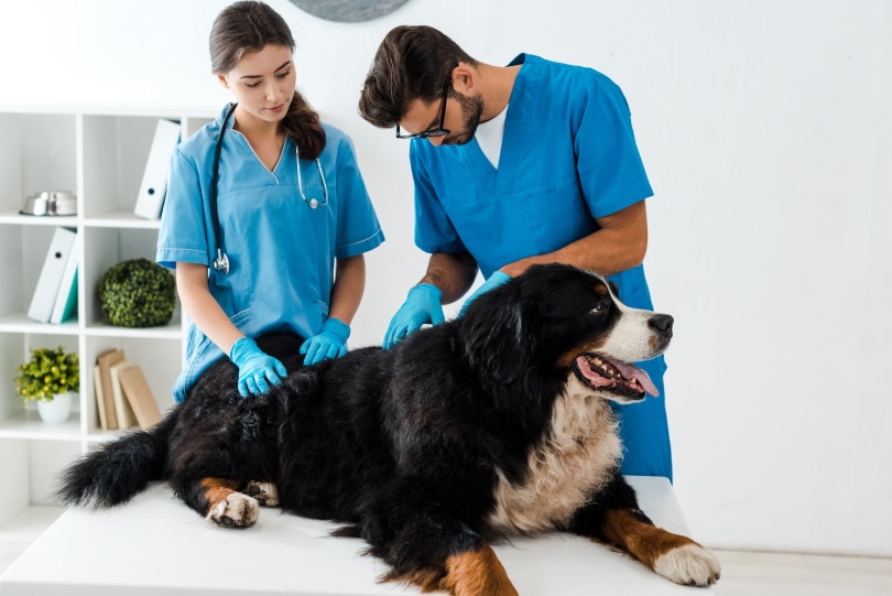 The Best Healthcare Routine For Your Dogs Overall Well-being