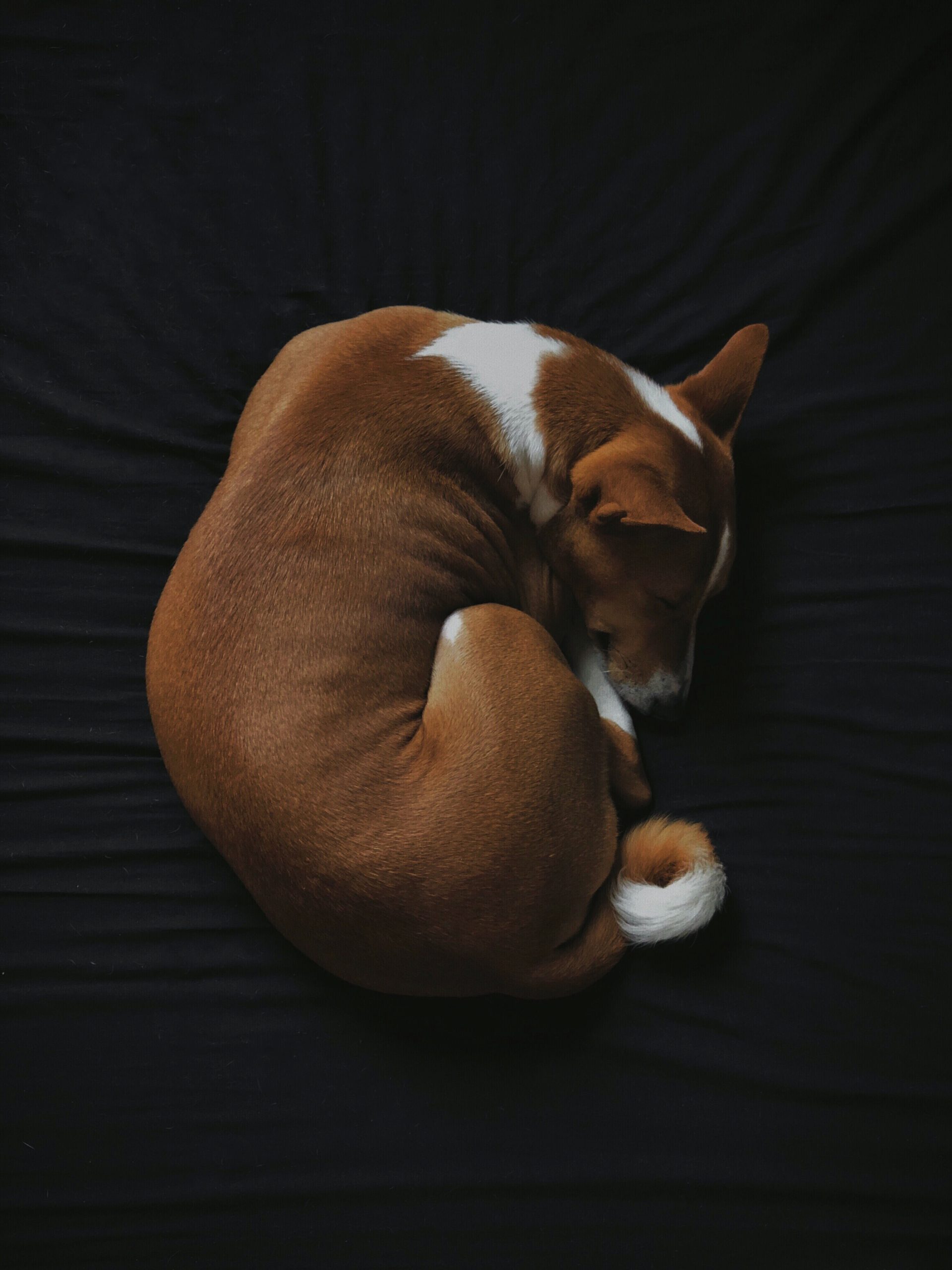 Ultimate Guide To Creating A Calming Bedtime Routine For Your Dog
