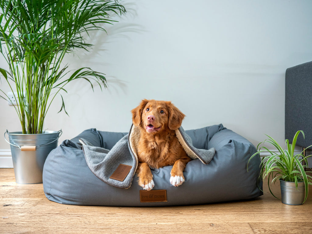 Ultimate Guide To Creating A Calming Bedtime Routine For Your Dog