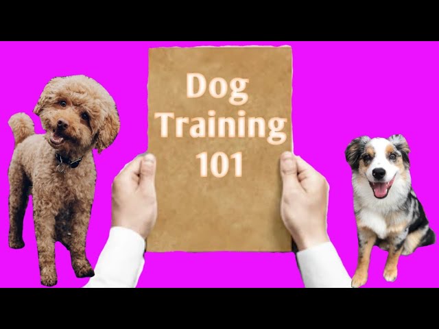 Beginners Guide To Positive Reinforcement Training For Dogs