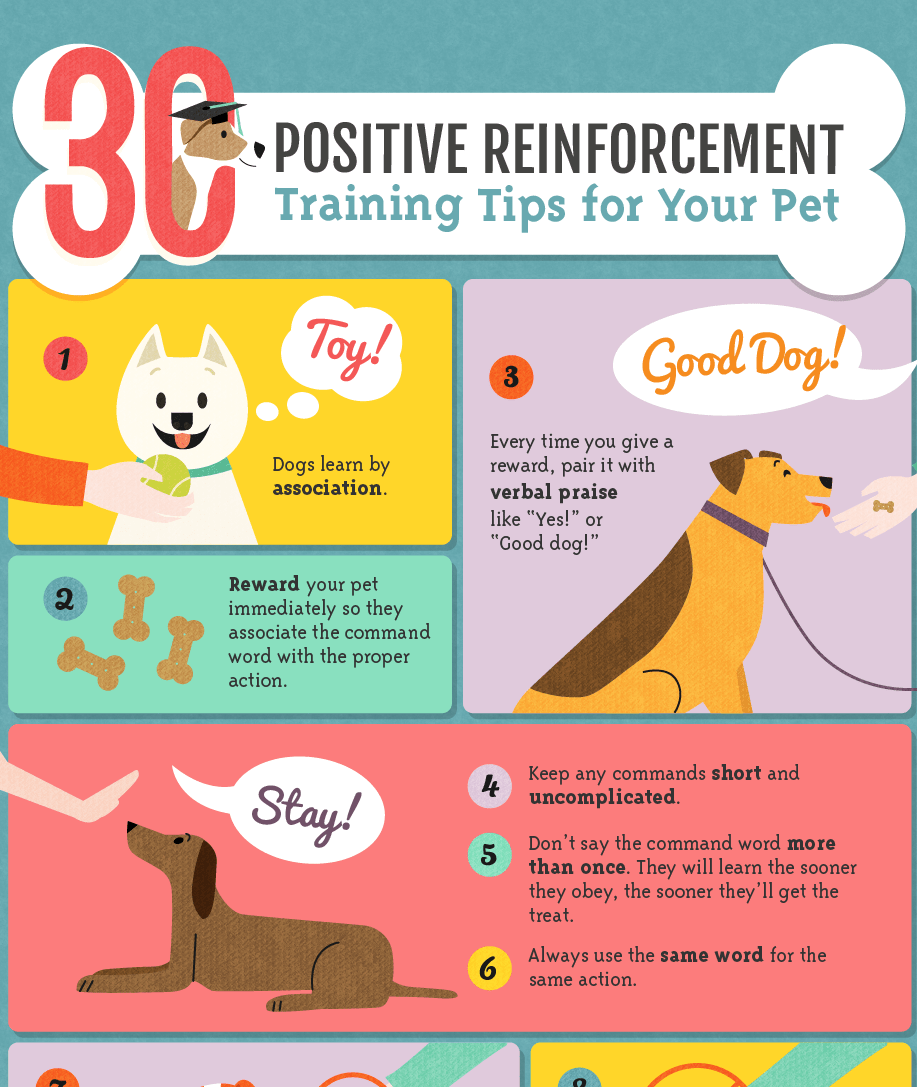 Beginners Guide To Positive Reinforcement Training For Dogs