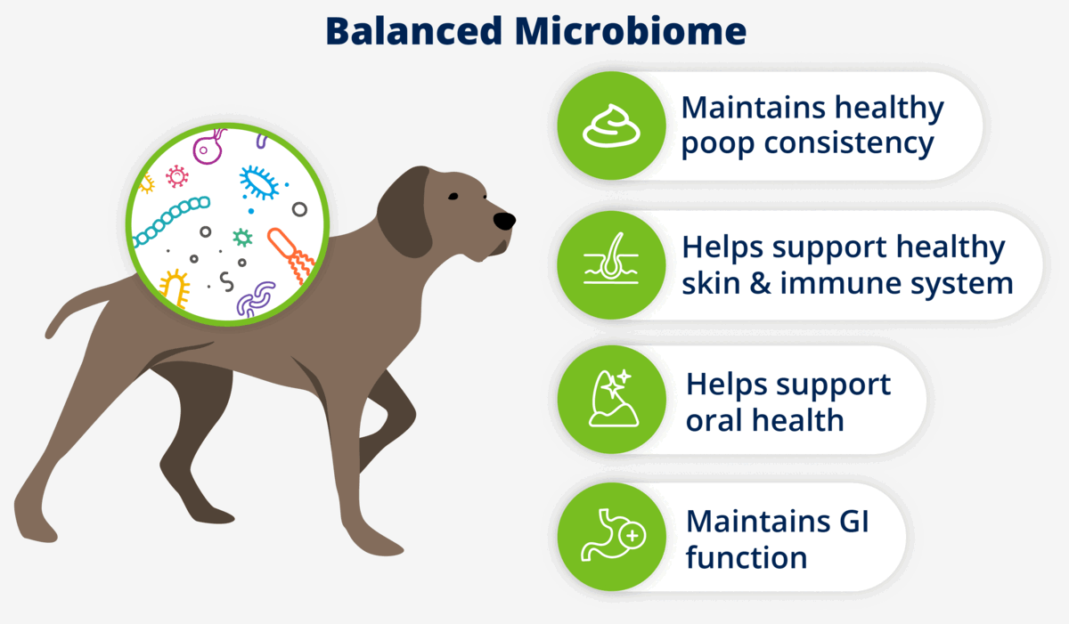 How To Recognize And Manage Canine Gastrointestinal Issues