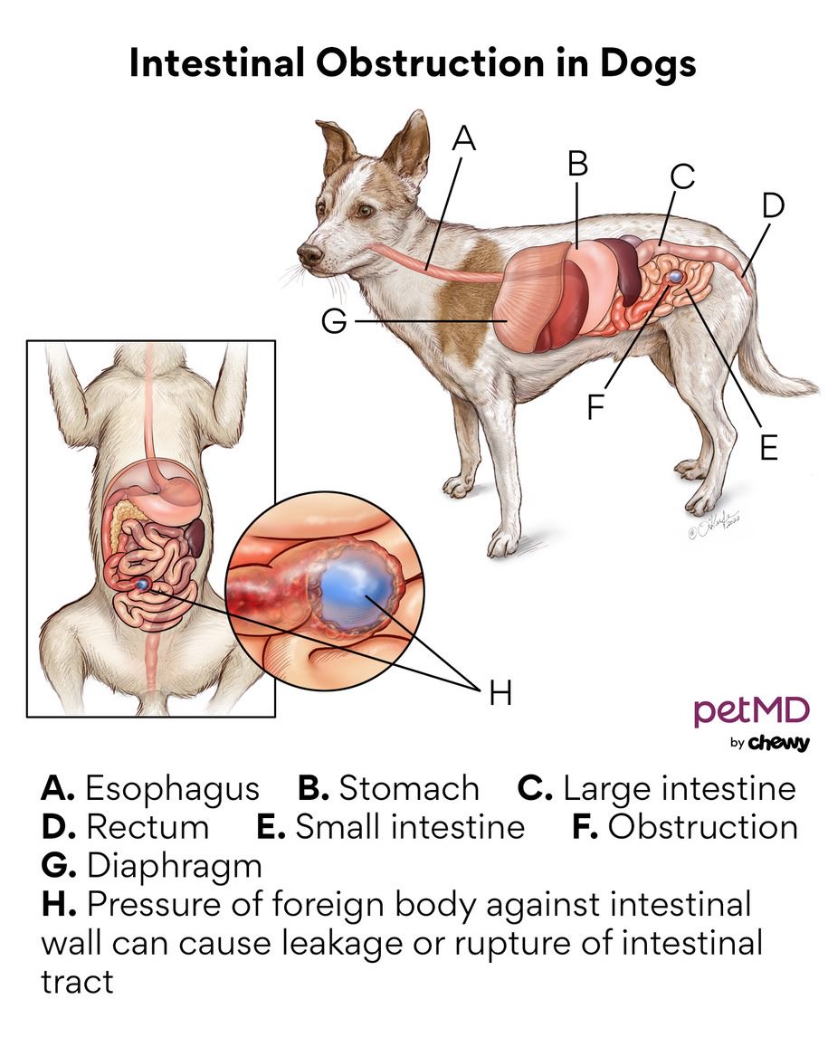 How To Recognize And Manage Canine Gastrointestinal Issues