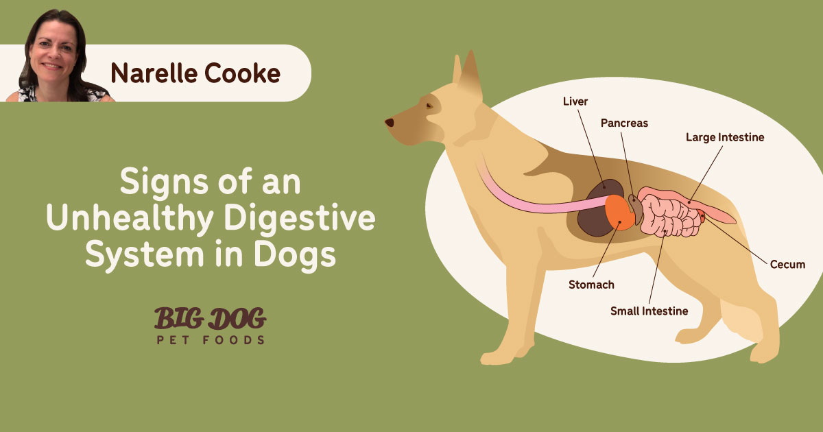 How To Recognize And Manage Canine Gastrointestinal Issues