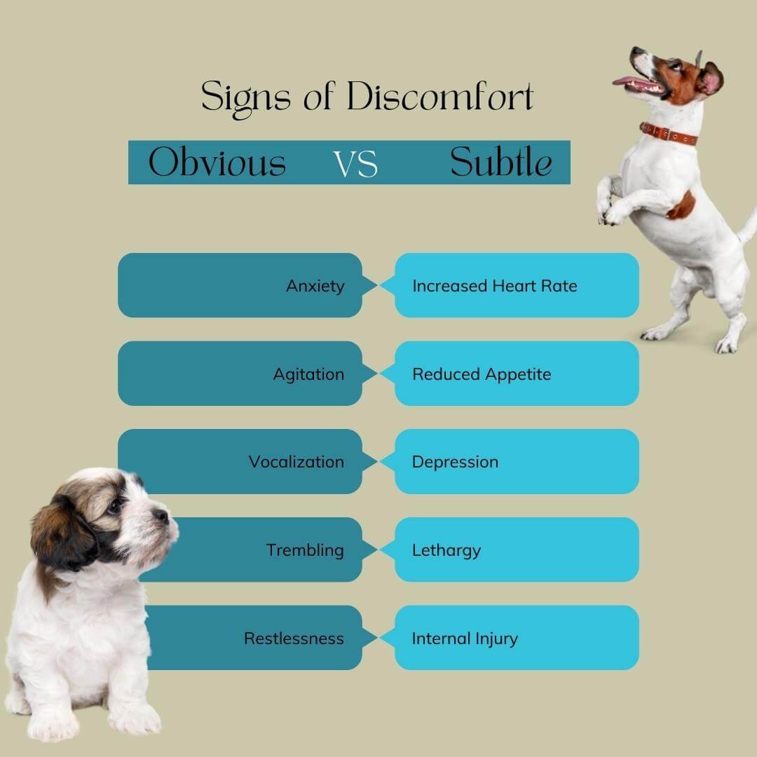 How To Recognize Signs Of Pain In Dogs