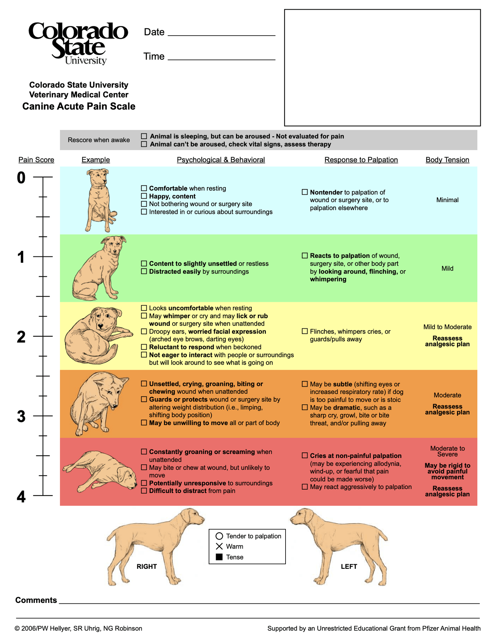 How To Recognize Signs Of Pain In Dogs