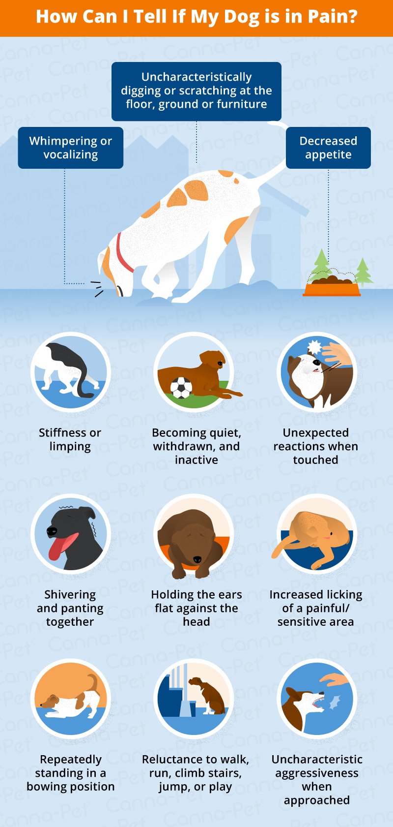 How To Recognize Signs Of Pain In Dogs