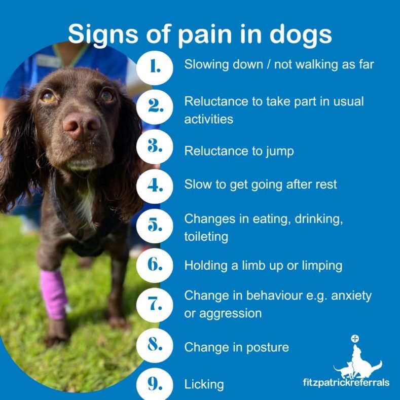 How To Recognize Signs Of Pain In Dogs