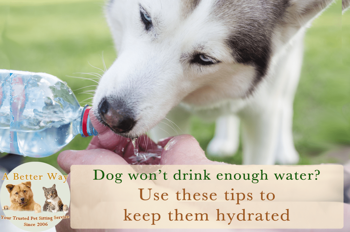Tips For Encouraging Proper Hydration In Dogs