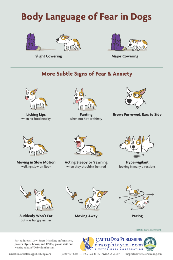 Top Tips For Dealing With A Fearful Dog