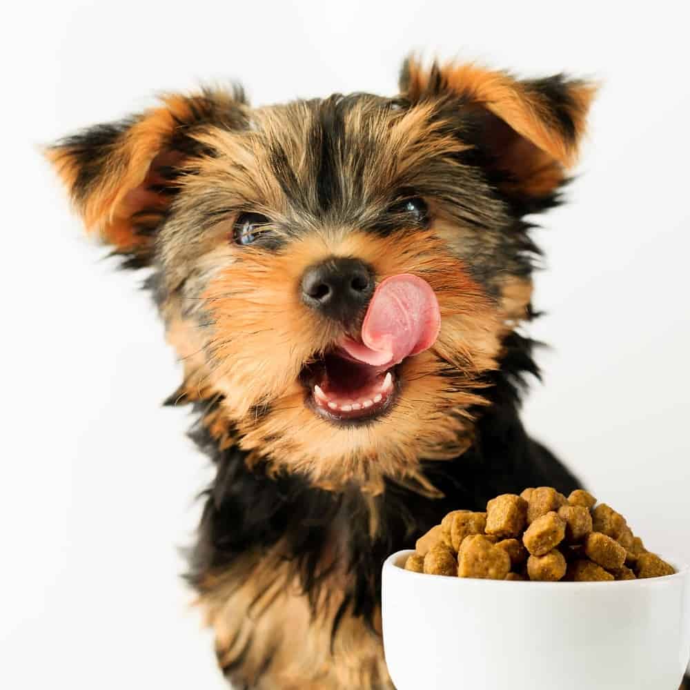 Understanding The Different Types Of Dog Food And Their Benefits