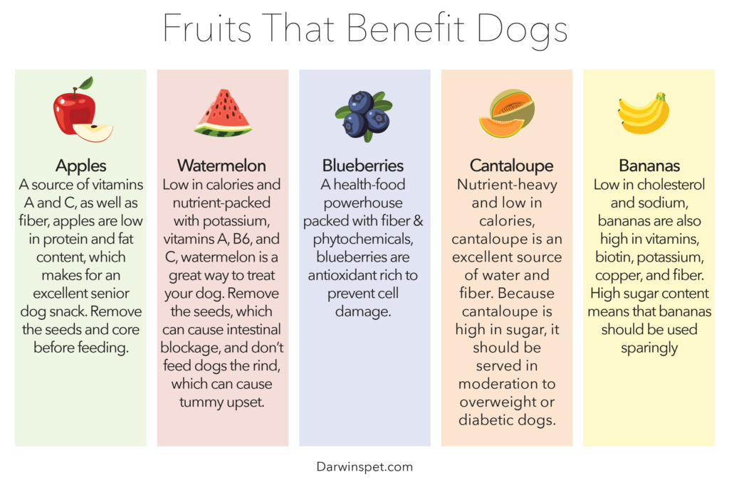 Understanding The Different Types Of Dog Food And Their Benefits