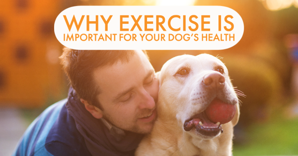 Why Regular Exercise Is Essential For Your Dogs Health