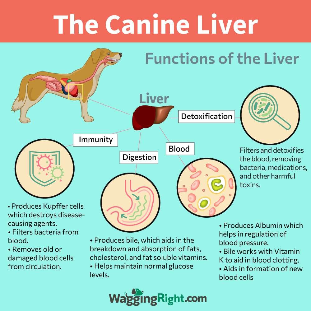 Top Ways To Keep Your Dogs Liver Healthy