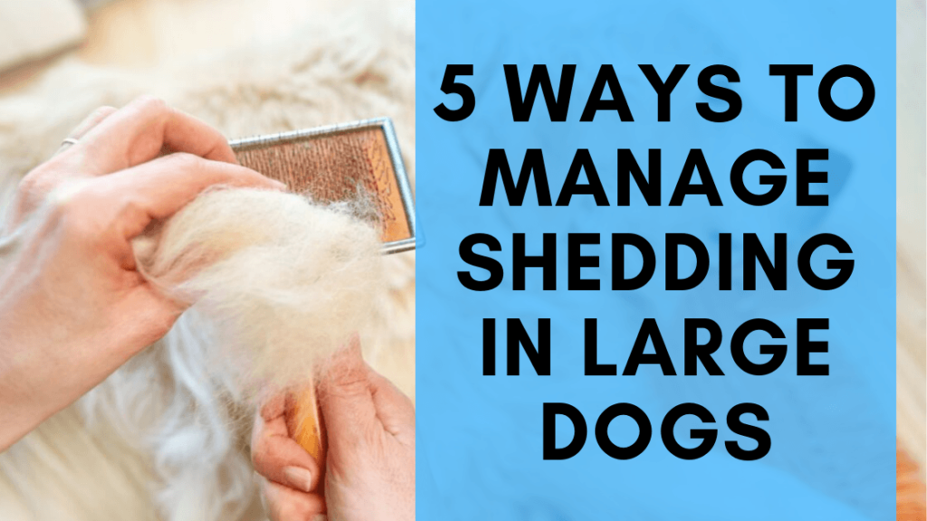 What Are The Best Ways To Manage Shedding In Dogs
