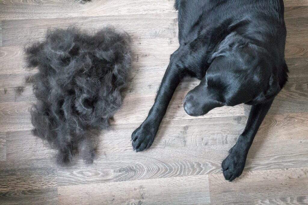 What Are The Best Ways To Manage Shedding In Dogs