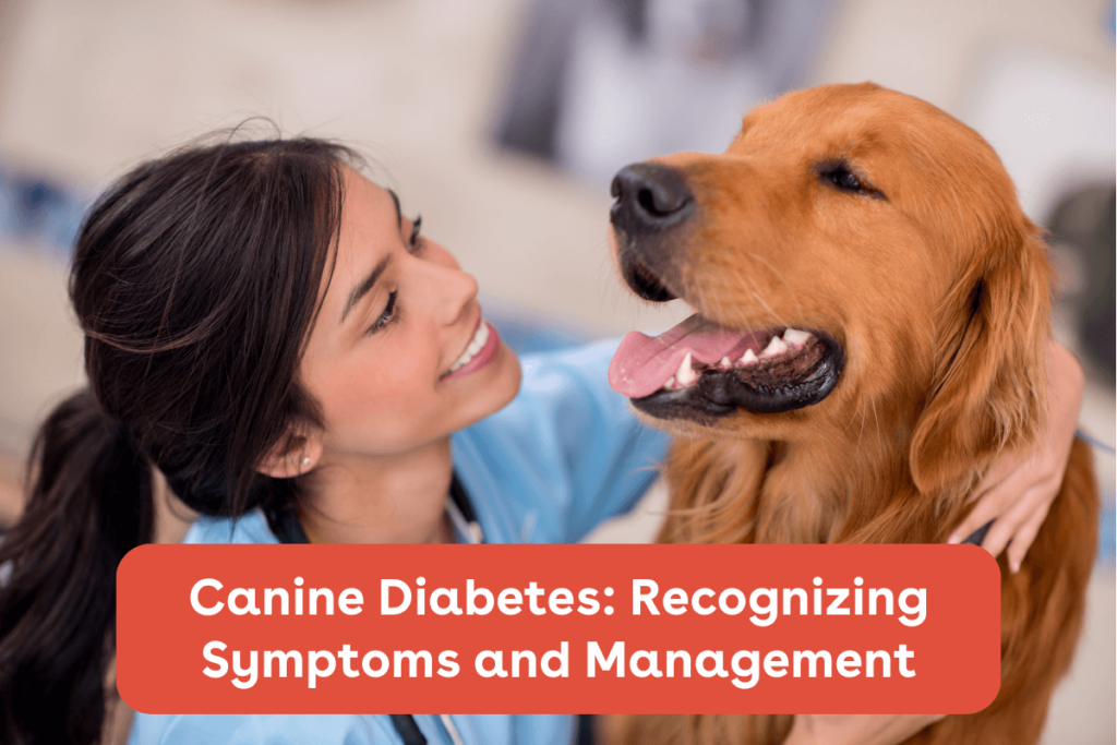 Beginners Guide To Recognizing And Managing Canine Diabetes