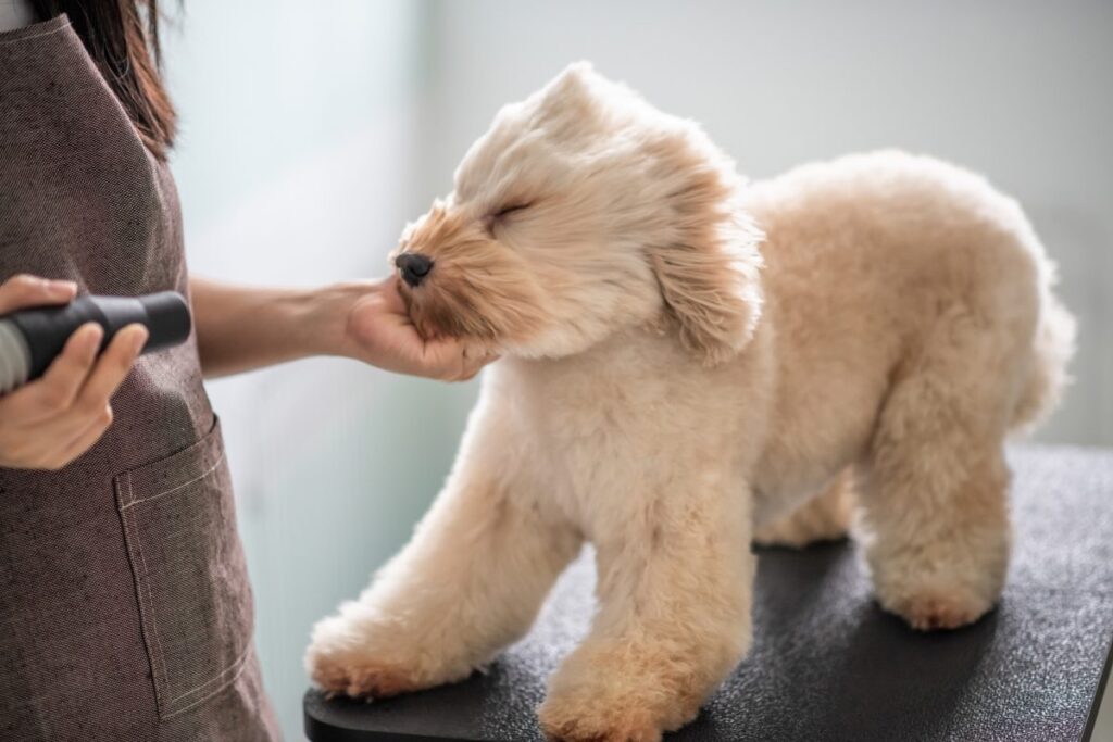 Common Dog Grooming Mistakes To Avoid