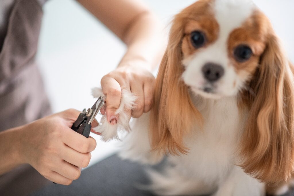 Common Dog Grooming Mistakes To Avoid