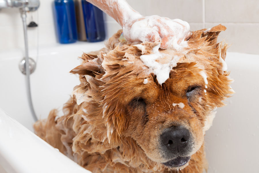 Common Dog Grooming Mistakes To Avoid