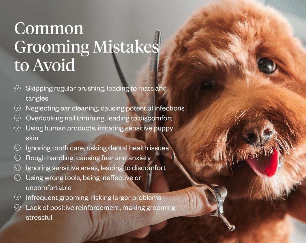 Common Dog Grooming Mistakes To Avoid