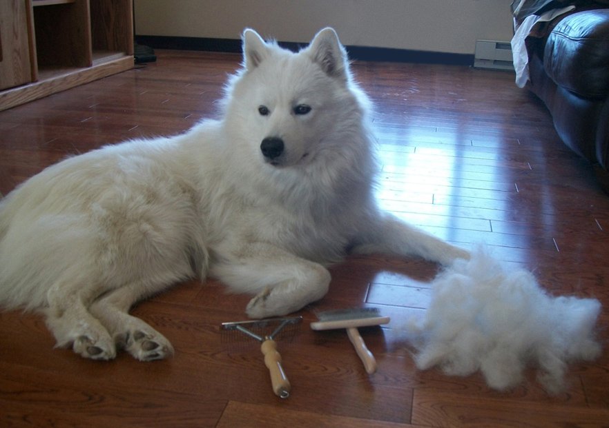 Grooming Guide For Samoyeds
