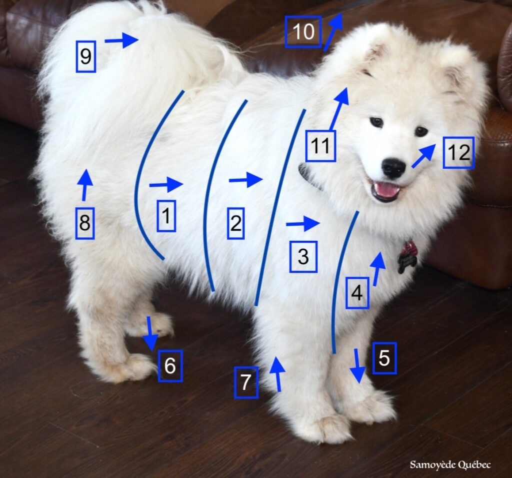 Grooming Guide For Samoyeds