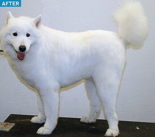 Grooming Guide For Samoyeds