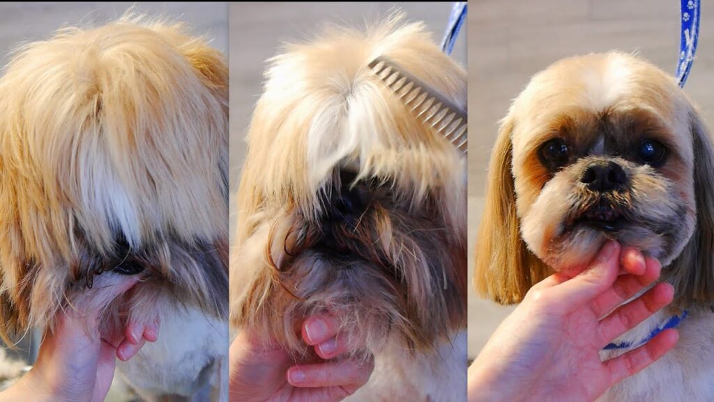 Best Ways To Groom A Shih Tzu