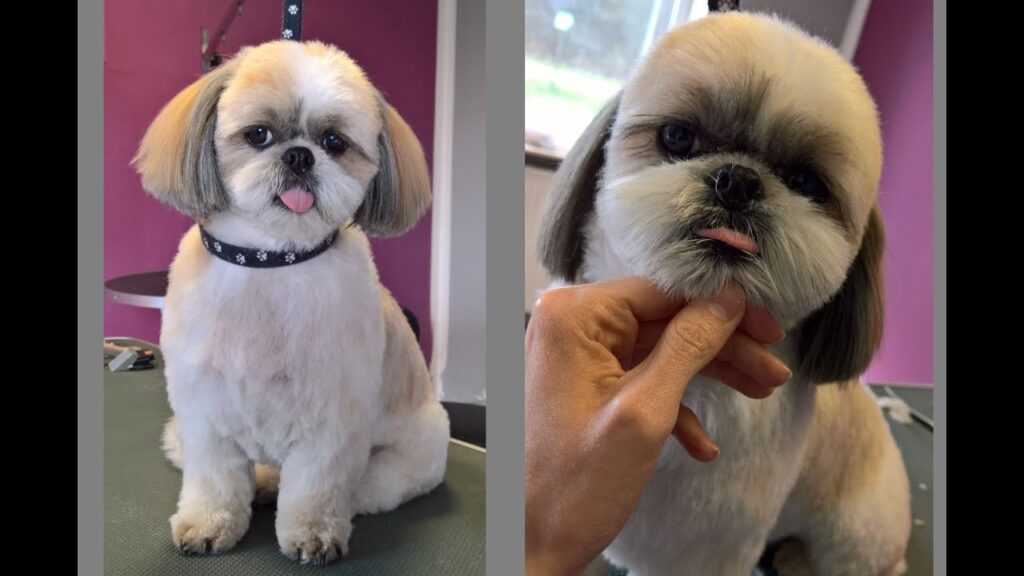 Best Ways To Groom A Shih Tzu