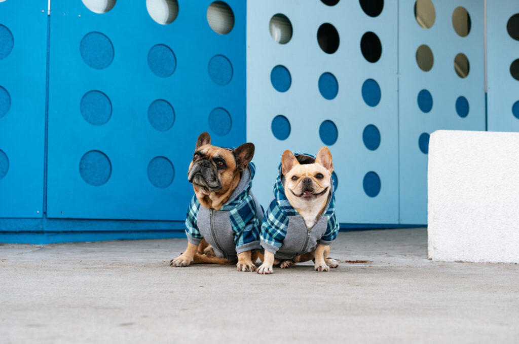 Best Ways To Socialize A Bulldog