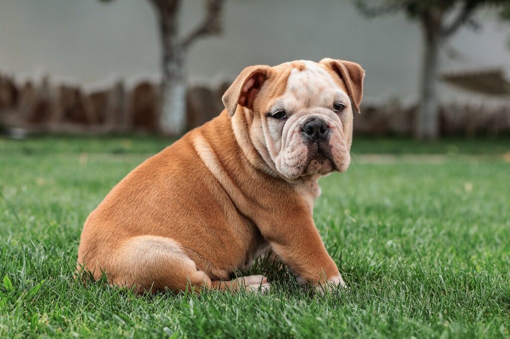 Best Ways To Socialize A Bulldog