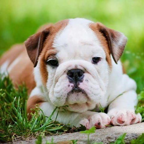 Best Ways To Socialize A Bulldog