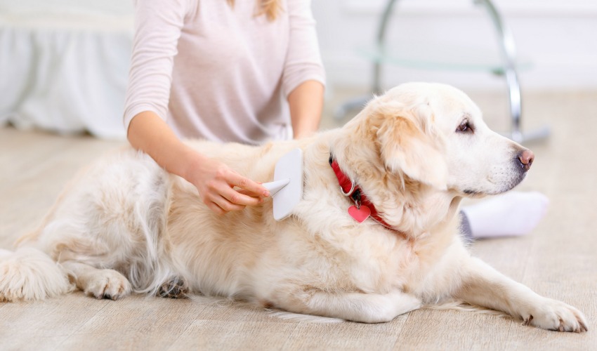 Essential Tips For Grooming A Senior Dog