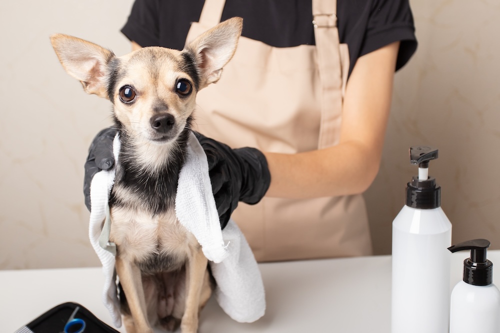 Essential Tips For Grooming A Senior Dog