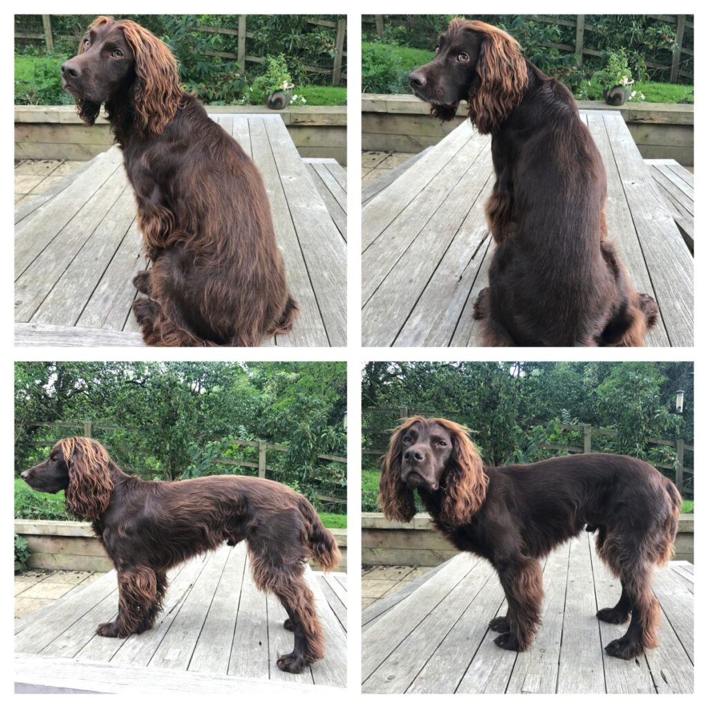 Grooming Guide For Cocker Spaniels