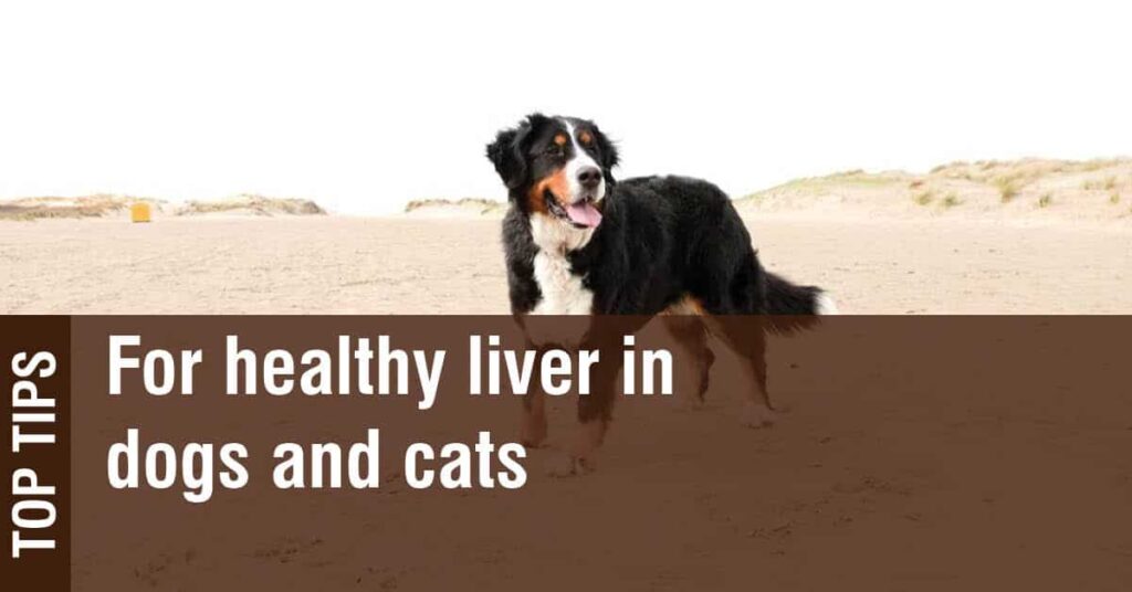 Top Tips For Caring For Your Dogs Liver Health
