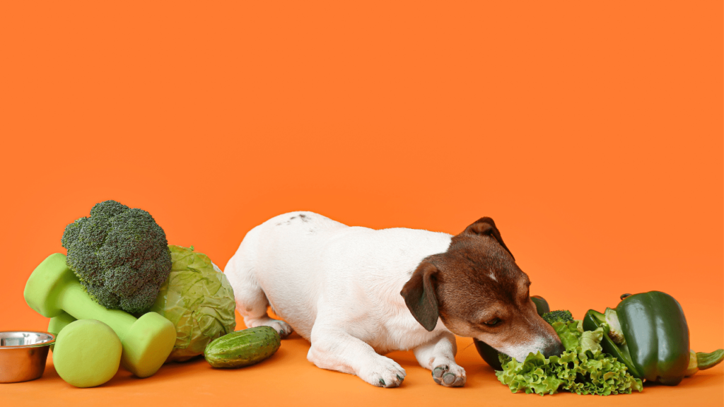 Top Tips For Caring For Your Dogs Liver Health