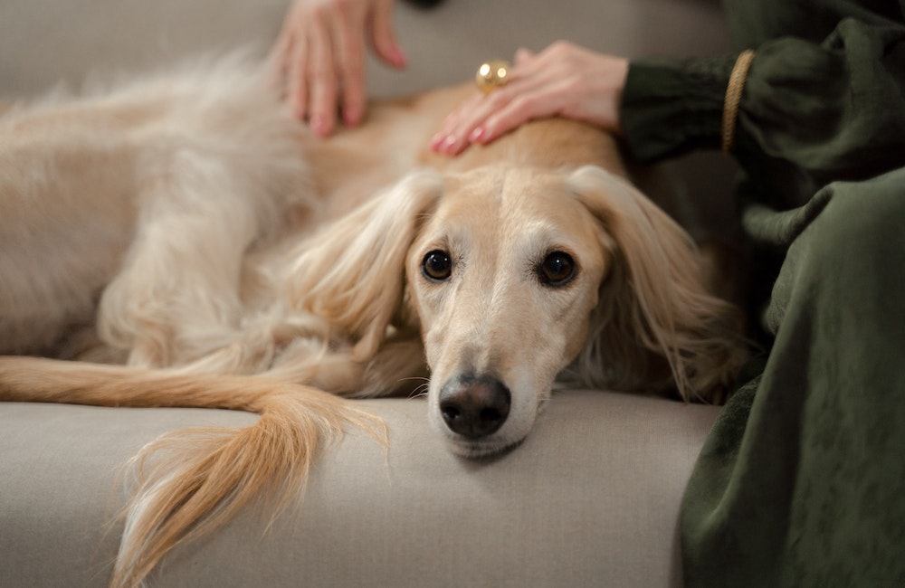 Top Tips For Caring For Your Dogs Liver Health