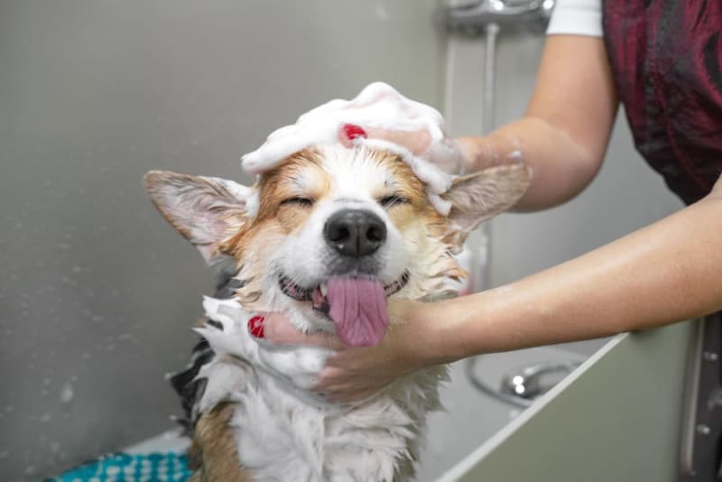 Top Ways To Calm A Nervous Dog During Grooming