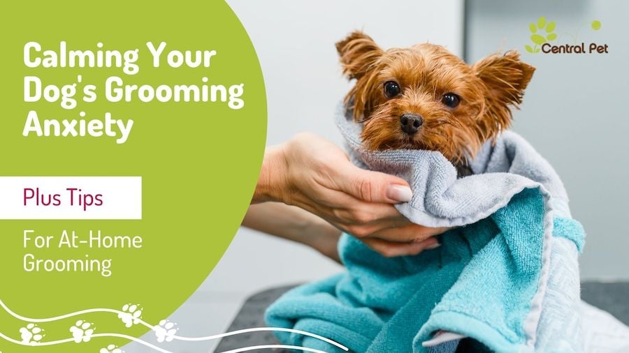 Top Ways To Calm A Nervous Dog During Grooming
