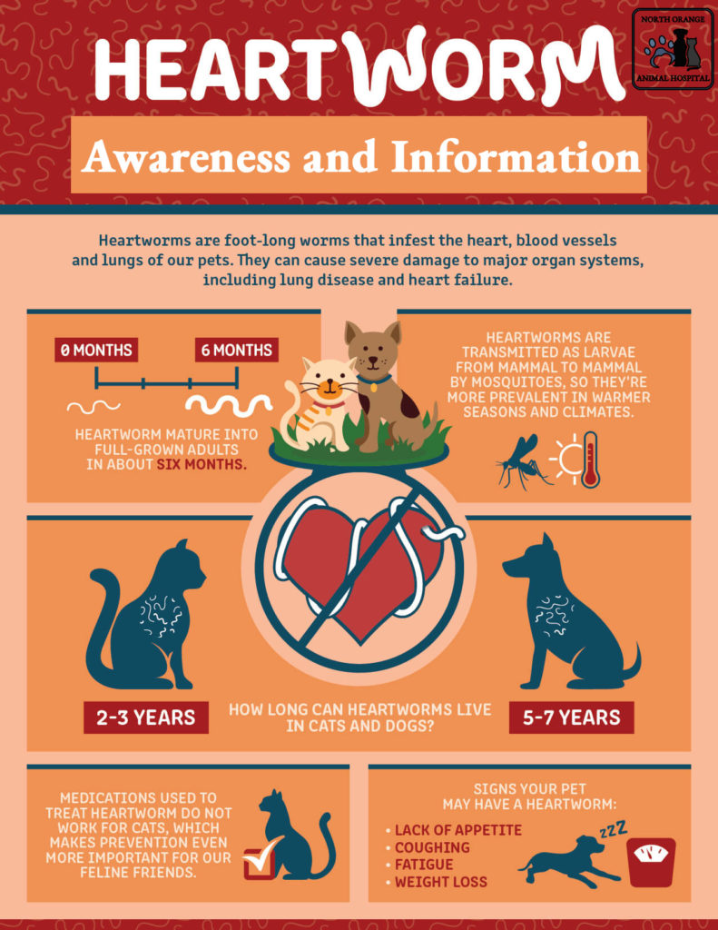 What You Need To Know About Heartworm Prevention